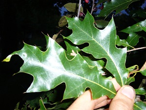 quercus x Hawkinsiae ( rubra x velutina)